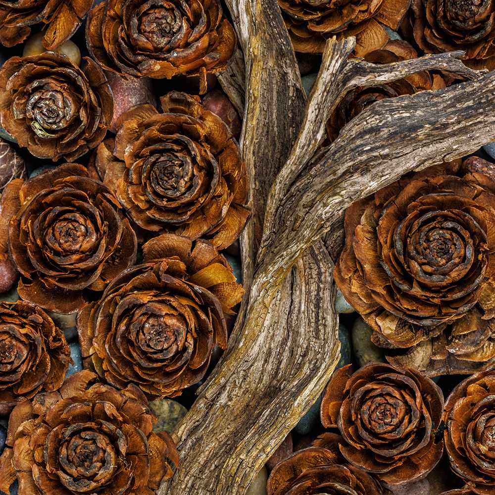 USA, Washington State, Seabeck. Cedar cones and driftwood. art print by Jaynes Gallery for $57.95 CAD