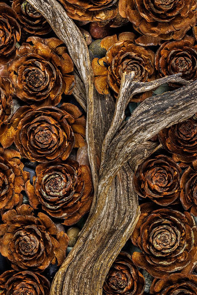 USA, Washington State, Seabeck. Cedar cones and driftwood. art print by Jaynes Gallery for $57.95 CAD