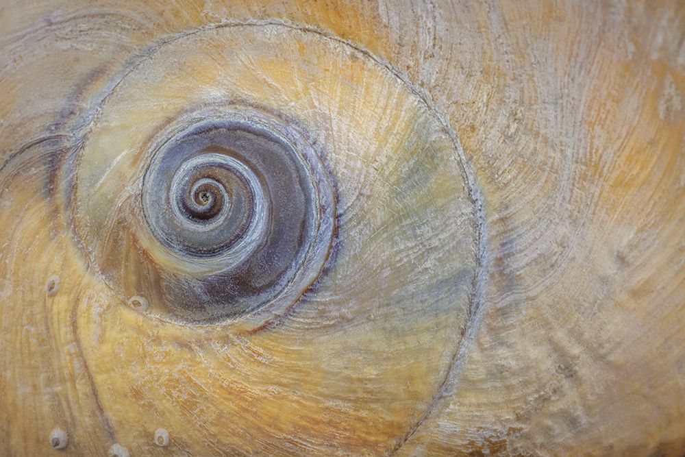 USA, Washington State, Seabeck. Moon snail shell close-up. art print by Jaynes Gallery for $57.95 CAD
