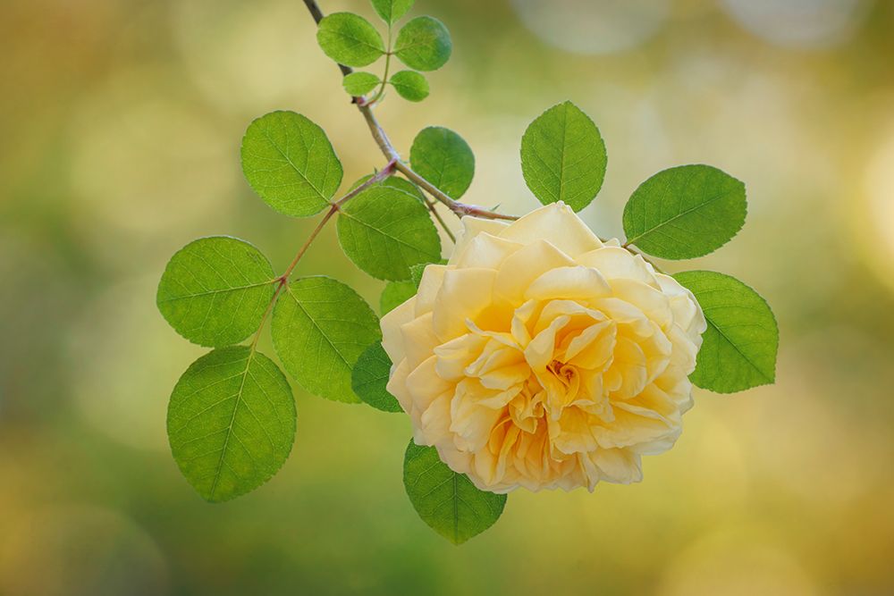 USA, Washington State, Seabeck. Yellow rose close-up. art print by Jaynes Gallery for $57.95 CAD