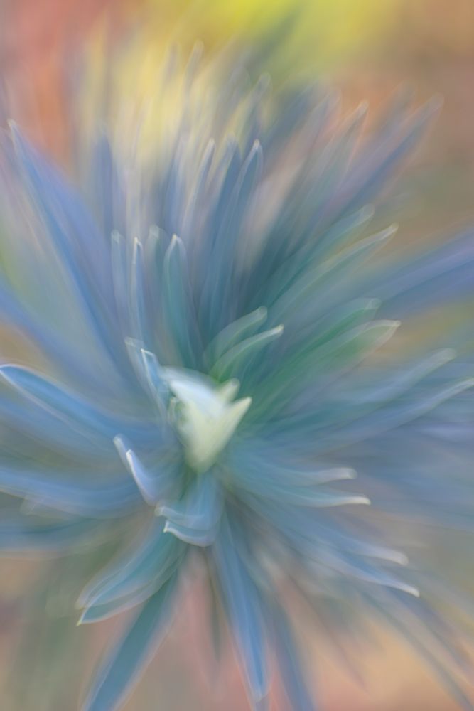 USA, Washington State, Seabeck. Multiple exposure abstract of euphorbia flower. art print by Jaynes Gallery for $57.95 CAD