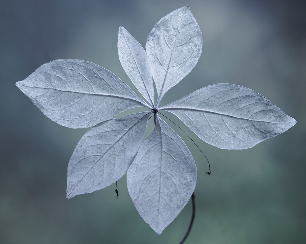 USA, Washington State, Seabeck. Western starflower leaves in fall. art print by Jaynes Gallery for $57.95 CAD