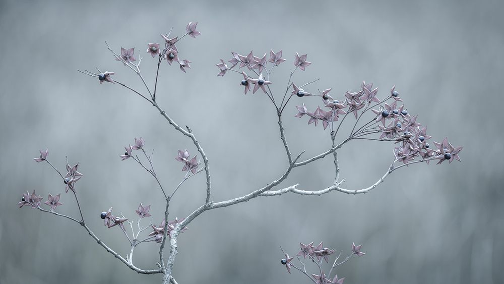USA, Washington State, Seabeck. Harlequin glorybower branch in blue tones. art print by Jaynes Gallery for $57.95 CAD
