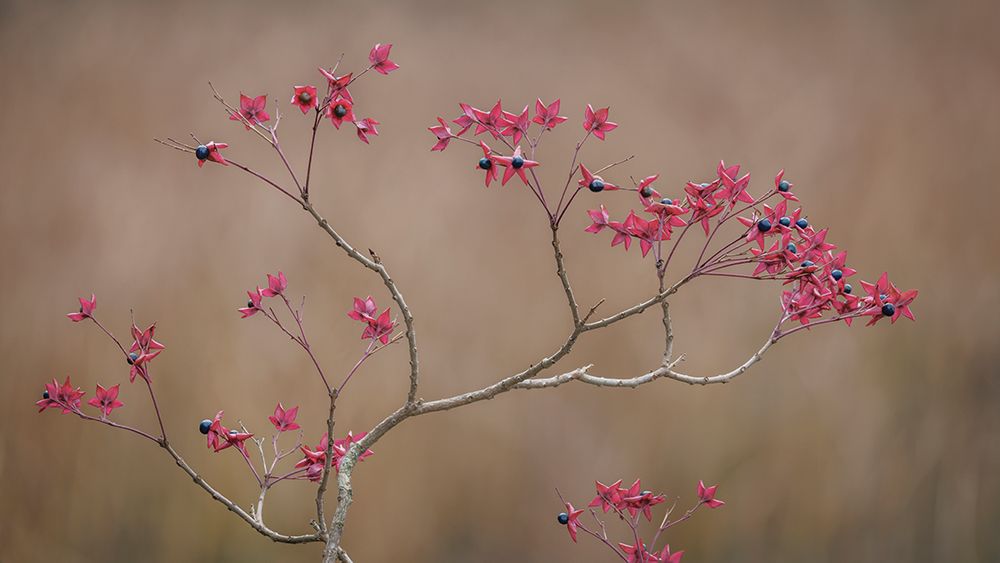 USA, Washington State, Seabeck. Harlequin glorybower branches and foliage. art print by Jaynes Gallery for $57.95 CAD