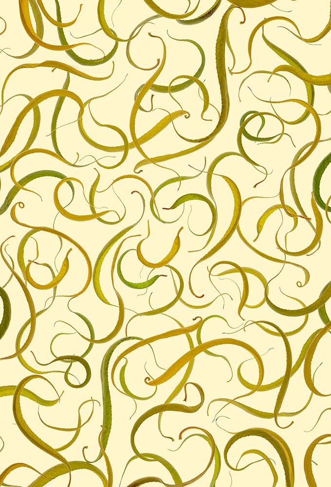USA, Washington State, Seabeck. Dried and curled willow leaves in fall. art print by Jaynes Gallery for $57.95 CAD