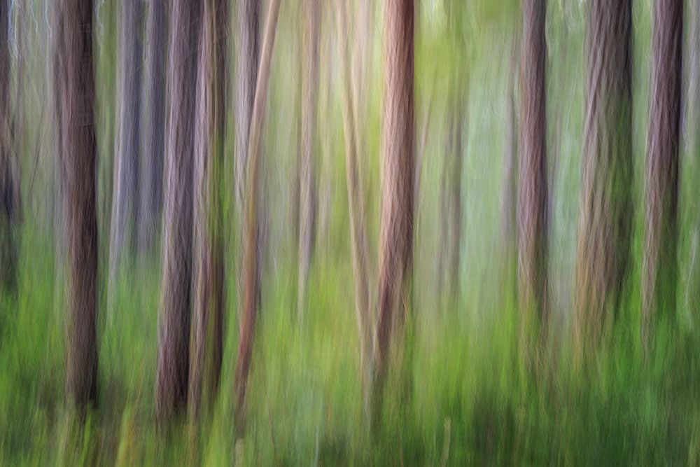 USA, Washington State, Seabeck. Forest abstract. art print by Jaynes Gallery for $57.95 CAD