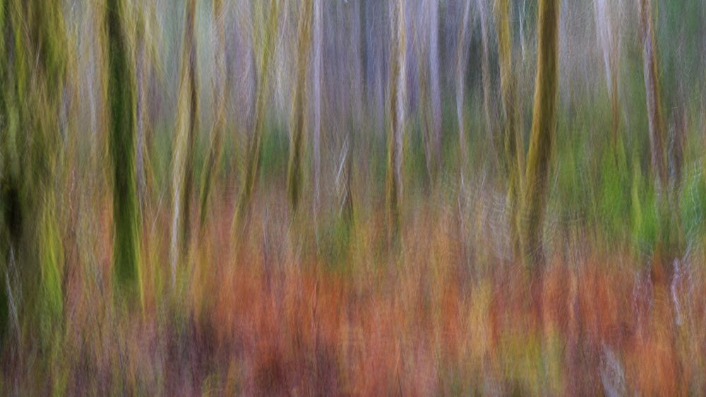 USA, Washington State, Seabeck. Forest abstract. art print by Jaynes Gallery for $57.95 CAD