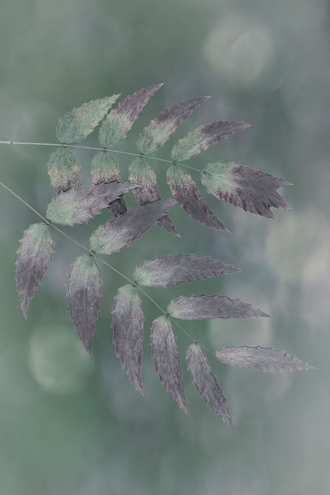 USA, Washington State, Seabeck. Oregon grape leaves close-up. art print by Jaynes Gallery for $57.95 CAD