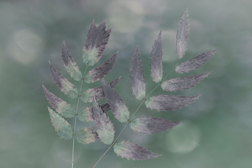 USA, Washington State, Seabeck. Oregon grape leaves close-up. art print by Jaynes Gallery for $57.95 CAD