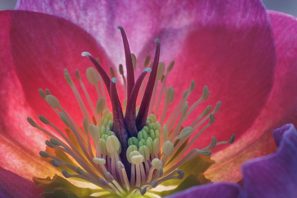 USA, Washington State, Seabeck. Purple hellebore flower close-up. art print by Jaynes Gallery for $57.95 CAD