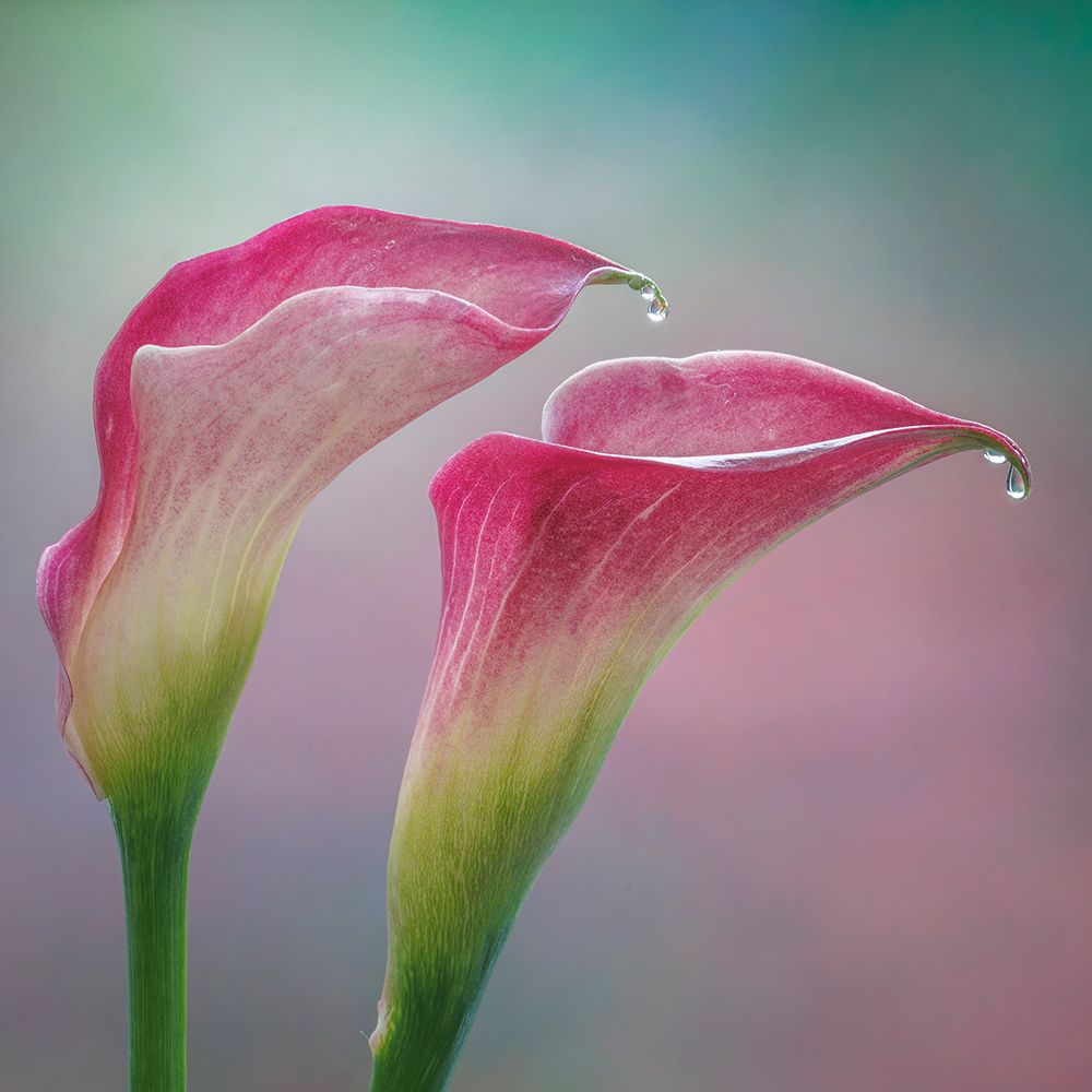 USA, Washington State, Seabeck. Close-up of calla lilies. art print by Jaynes Gallery for $57.95 CAD