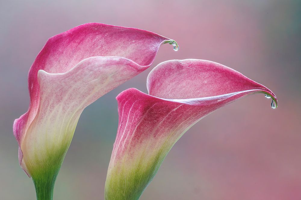USA, Washington State, Seabeck. Close-up of calla lilies. art print by Jaynes Gallery for $57.95 CAD