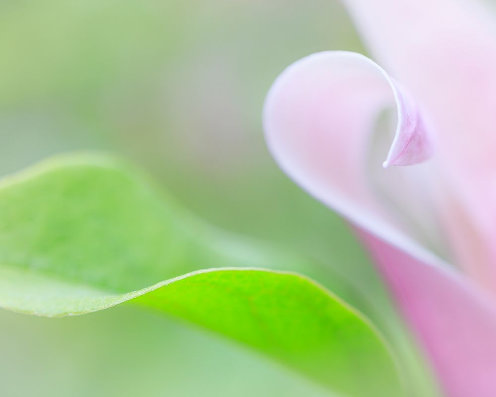 USA, Washington State, Seabeck. Tulip magnolia flower and leaf. art print by Jaynes Gallery for $57.95 CAD