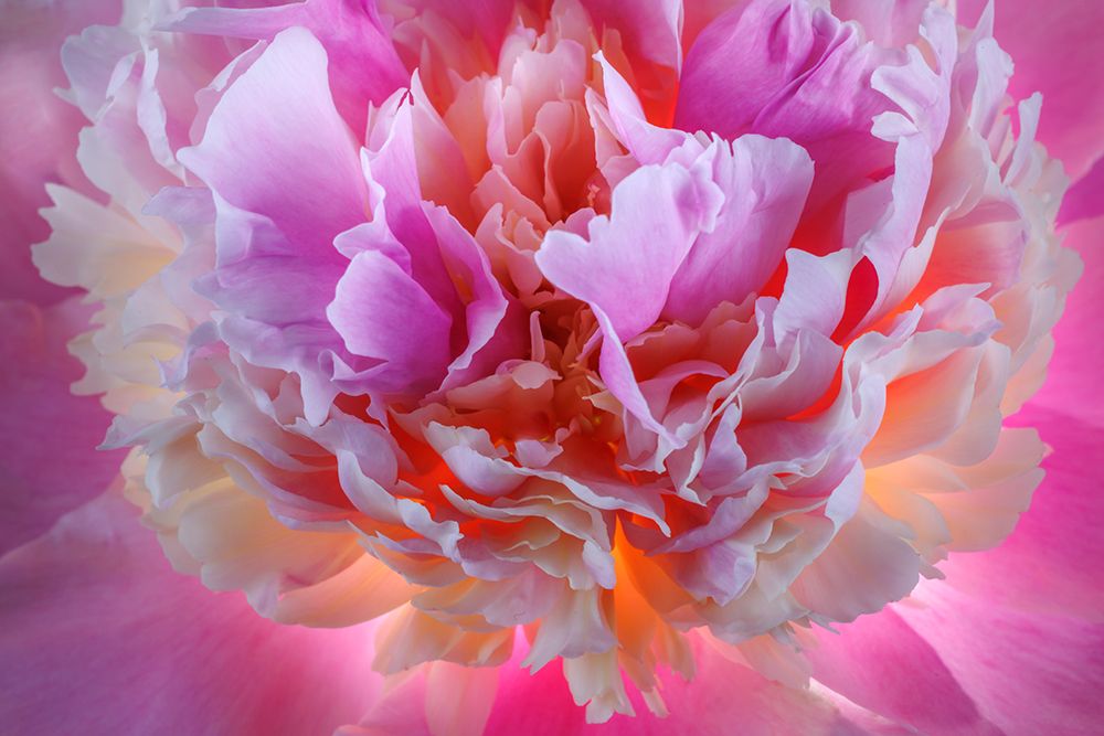 USA, Washington State, Seabeck. Peony blossom petals close-up. art print by Jaynes Gallery for $57.95 CAD