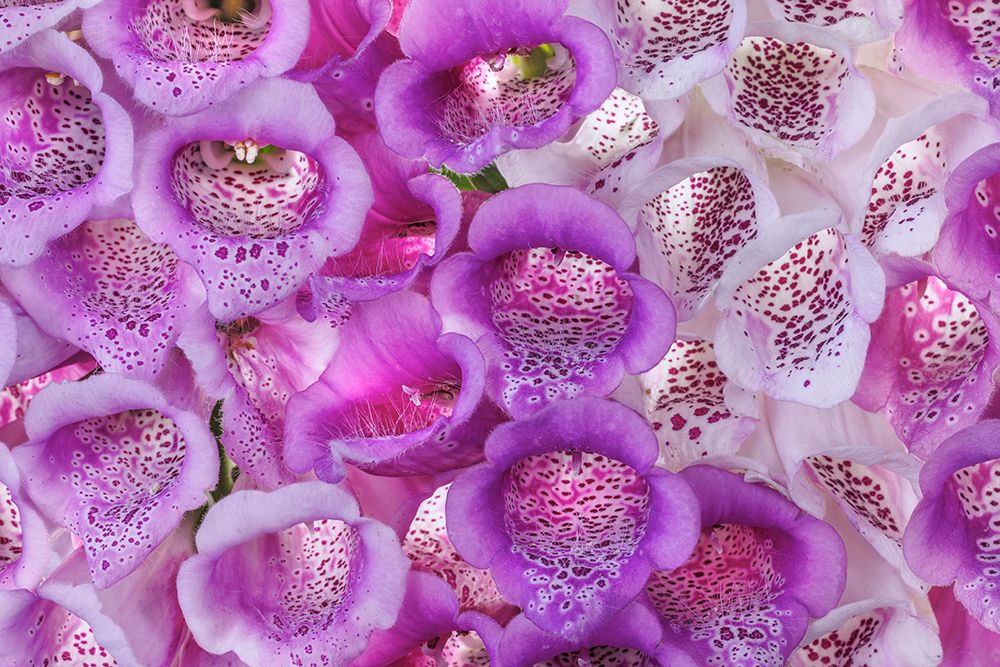 USA, Washington State, Seabeck. Foxglove blossoms close-up. art print by Jaynes Gallery for $57.95 CAD