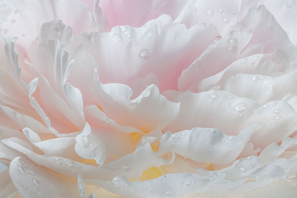 USA, Washington State, Seabeck. Raindrops on peony flower. art print by Jaynes Gallery for $57.95 CAD