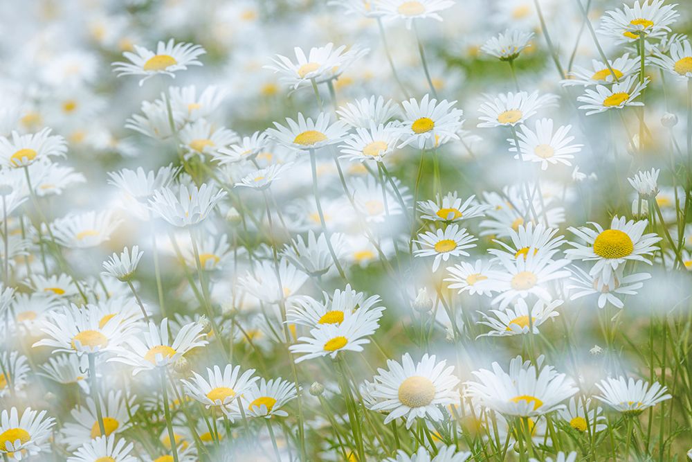 USA, Washington State, Seabeck. Multiple exposure of daisy flowers. art print by Jaynes Gallery for $57.95 CAD