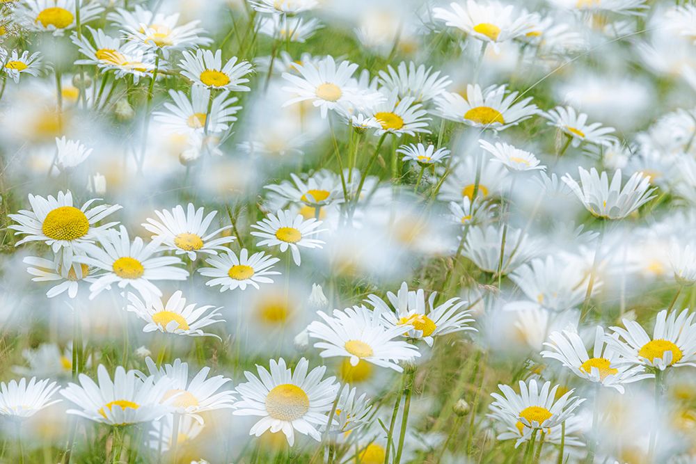 USA, Washington State, Seabeck. Multiple exposure of daisy flowers. art print by Jaynes Gallery for $57.95 CAD