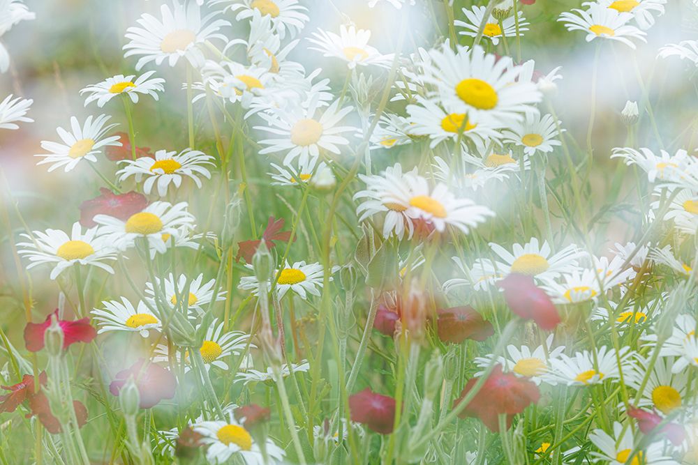 USA, Washington State, Seabeck. Multiple exposure of daisy flowers. art print by Jaynes Gallery for $57.95 CAD