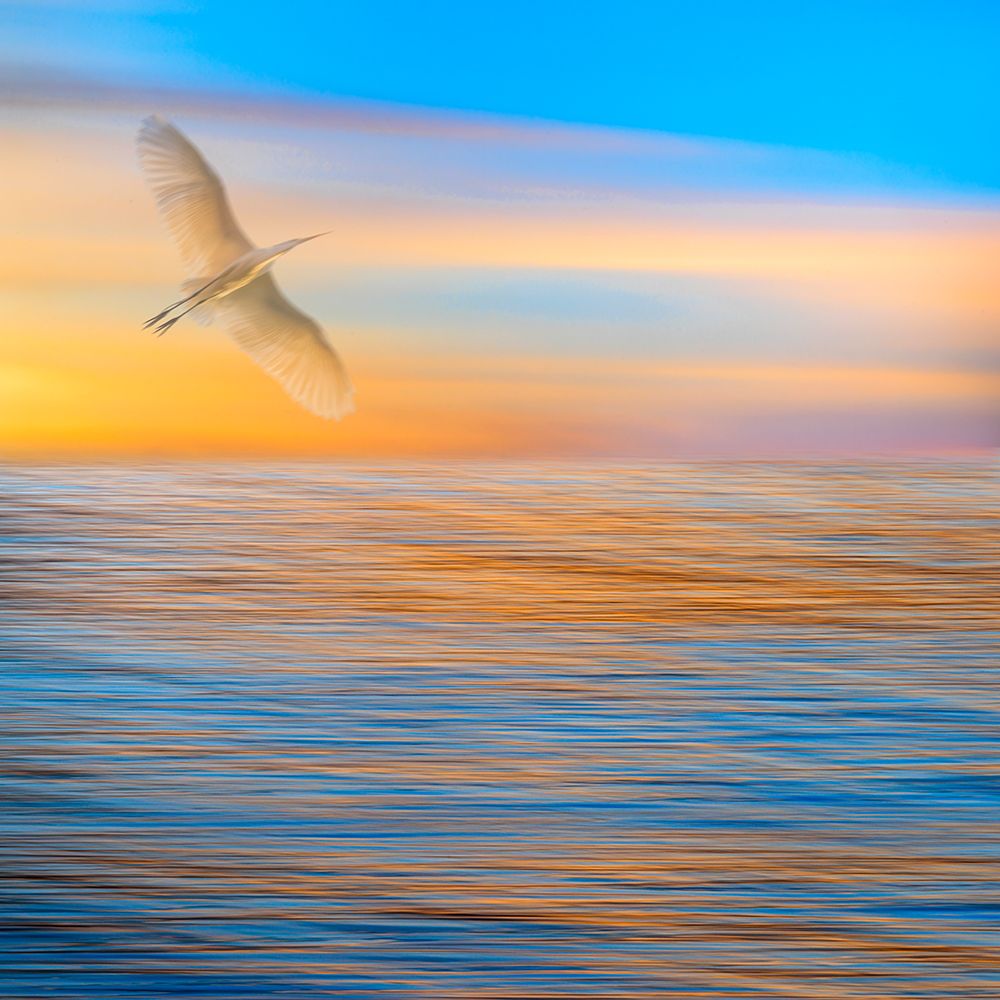 USA, Washington State, Seabeck. Composite of great egret flying in seascape sunset. art print by Jaynes Gallery for $57.95 CAD