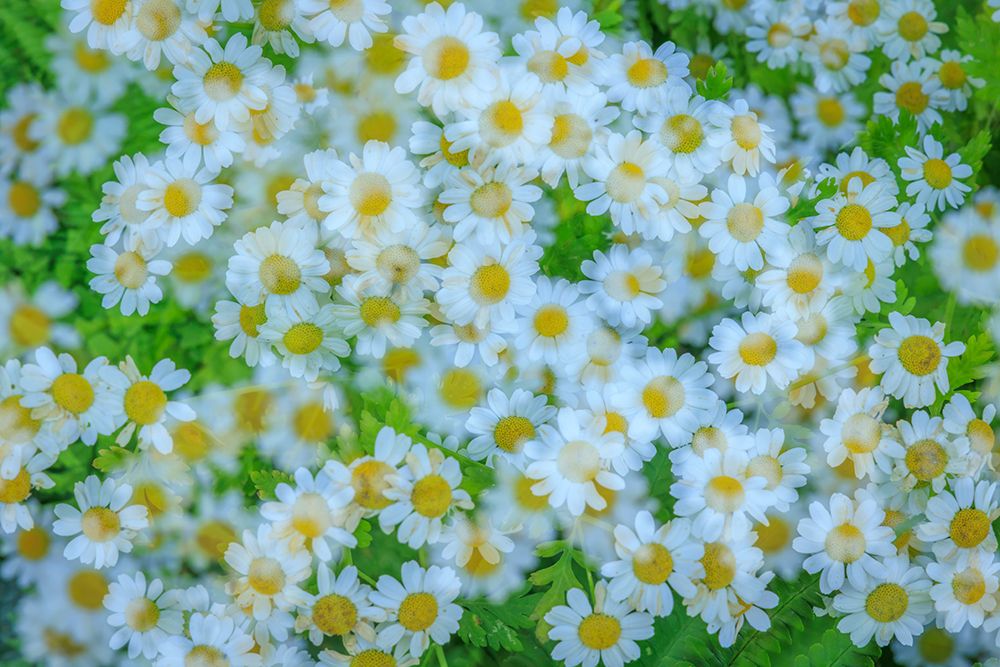 USA, Washington State, Seabeck. Multiple exposure of daisy flowers. art print by Jaynes Gallery for $57.95 CAD