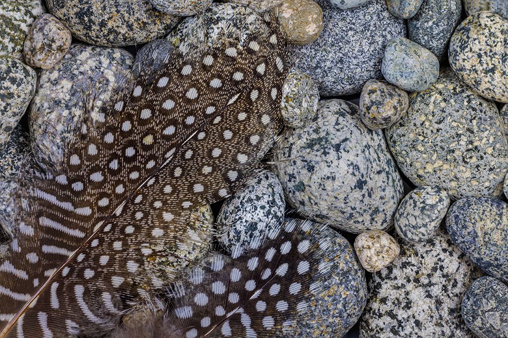 USA, Washington State, Seabeck. Guinea fowl feathers on smooth beach rocks. art print by Jaynes Gallery for $57.95 CAD