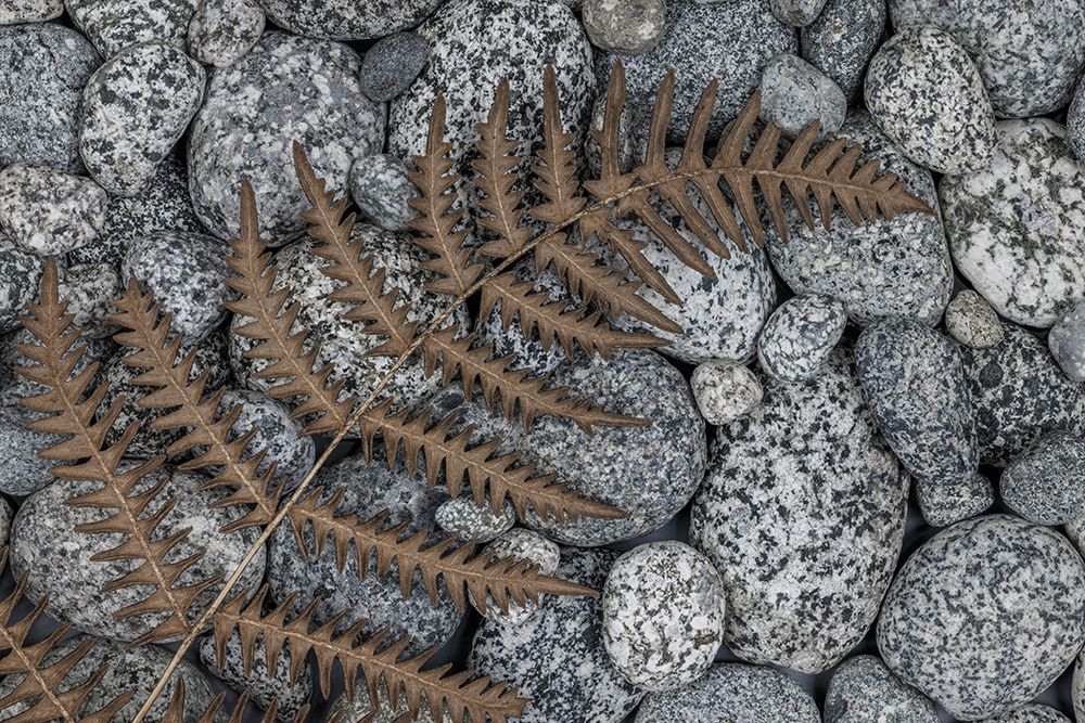 USA, Washington State, Seabeck. Dried bracken fern on beach rocks. art print by Jaynes Gallery for $57.95 CAD