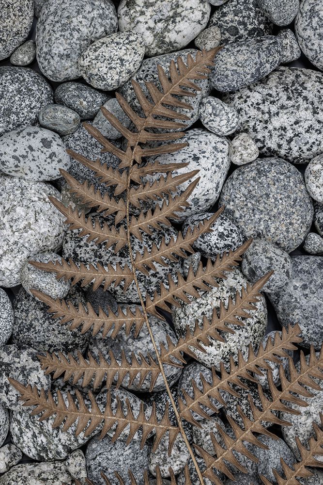 USA, Washington State, Seabeck. Dried bracken fern on beach rocks. art print by Jaynes Gallery for $57.95 CAD
