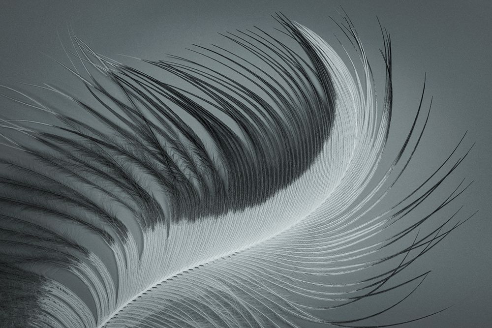 USA, Washington State, Seabeck. Great blue heron feather close-up. art print by Jaynes Gallery for $57.95 CAD