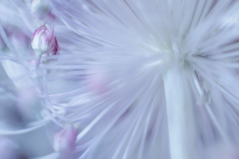 USA, Washington State, Seabeck. Budding allium flower. art print by Jaynes Gallery for $57.95 CAD