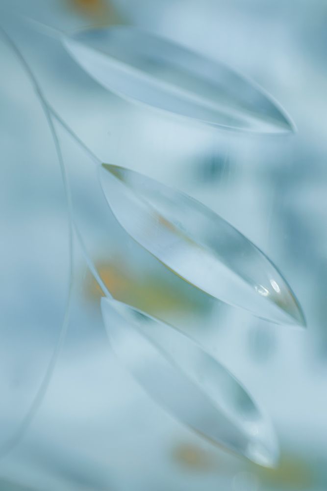 USA, Washington State, Seabeck. Abstract of leaves in pale blue. art print by Jaynes Gallery for $57.95 CAD