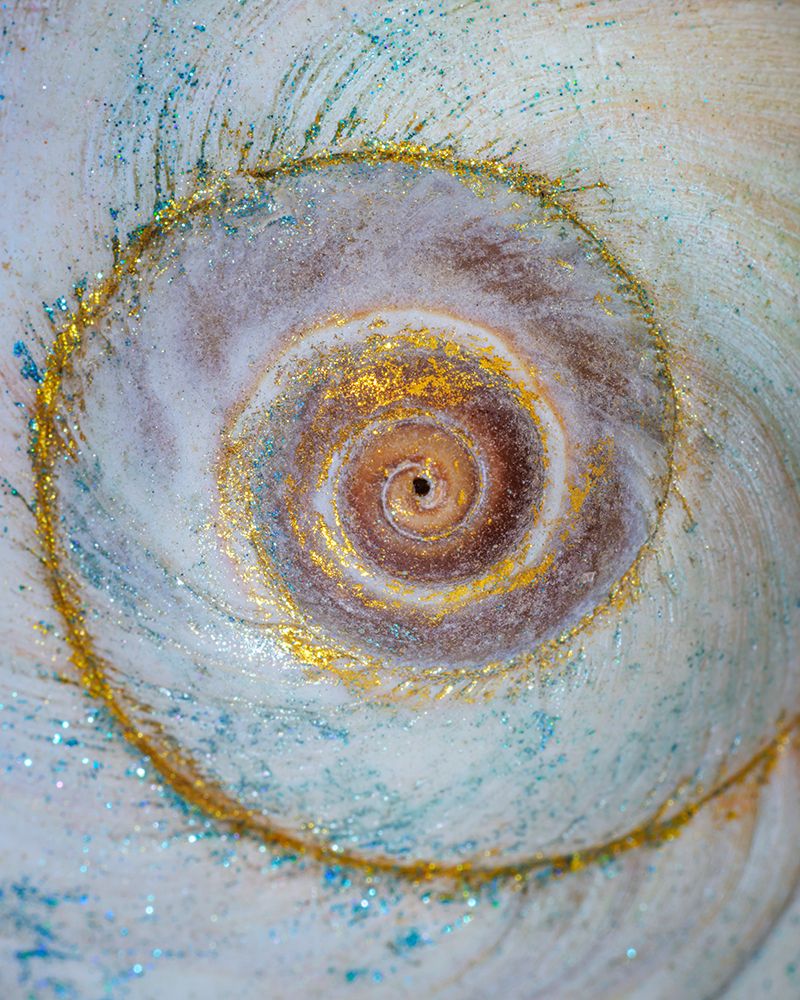 USA, Washington State, Seabeck. Moon snail shell close-up. art print by Jaynes Gallery for $57.95 CAD