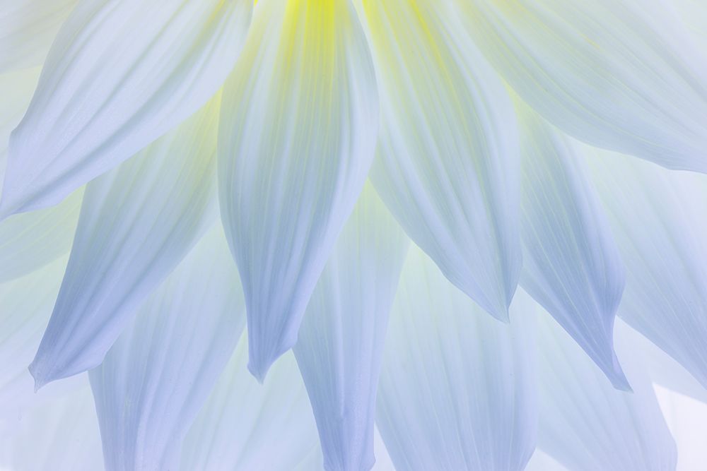 USA, Washington State, Seabeck. White dahlia flower pedals close-up. art print by Jaynes Gallery for $57.95 CAD