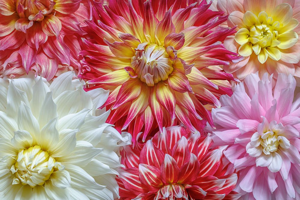 USA, Washington State, Seabeck. Dahlia flowers close-up. art print by Jaynes Gallery for $57.95 CAD