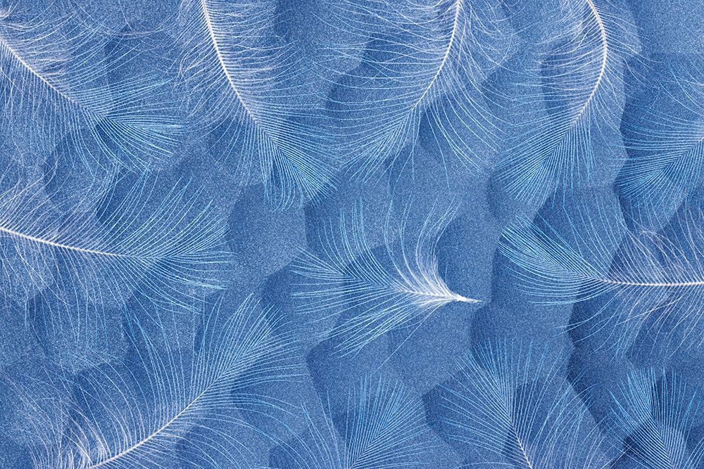 USA, Washington State, Seabeck. Design with downy feathers. art print by Jaynes Gallery for $57.95 CAD