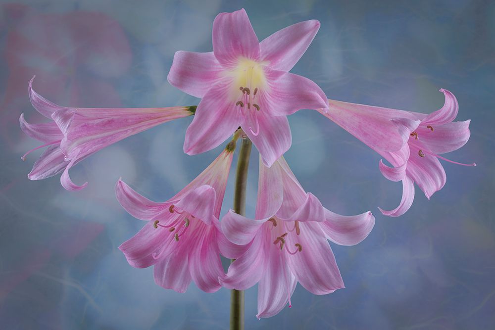 USA, Washington State, Seabeck. Close-up of pink surprise lilies. art print by Jaynes Gallery for $57.95 CAD