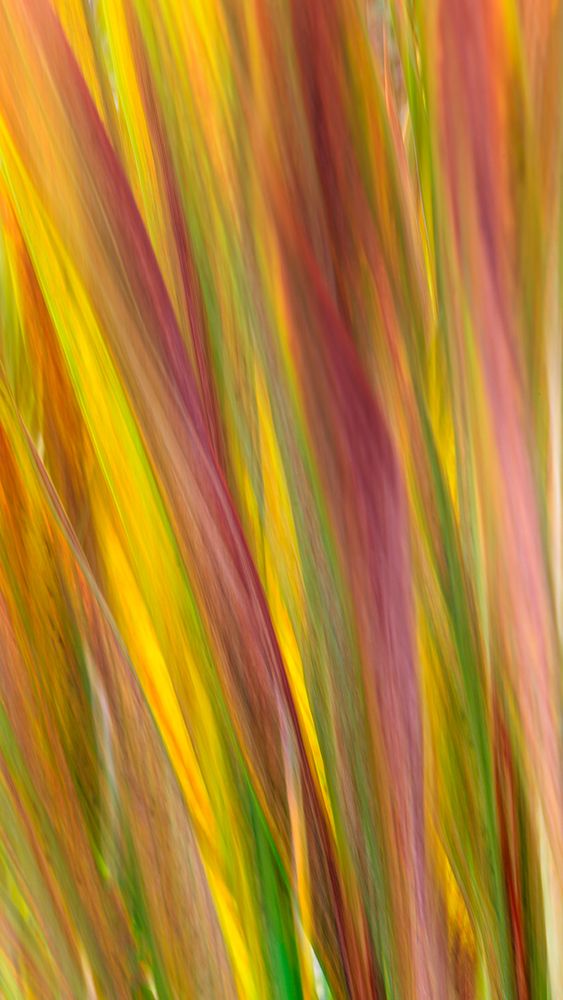 USA, Washington State, Seabeck. Blur of crocosmia foliage in fall. art print by Jaynes Gallery for $57.95 CAD