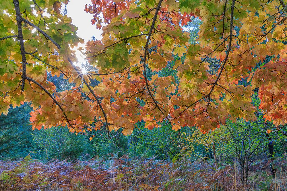 Washington State, Seabeck, Guillemot Cove Nature Preserve. Autumn maple tree foliage and forest. art print by Jaynes Gallery for $57.95 CAD