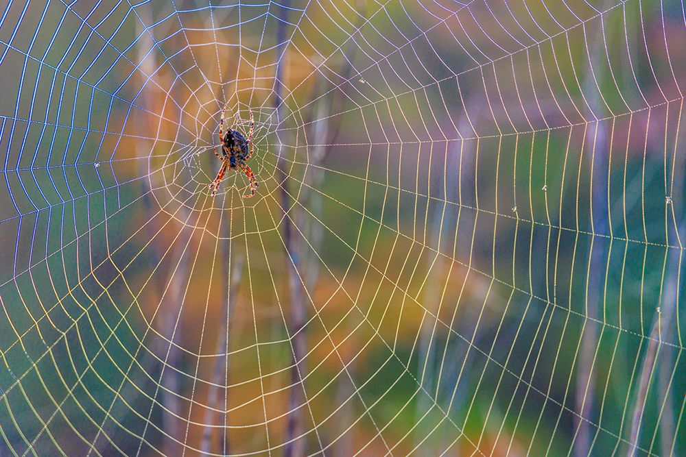 USA, Washington State, Guillemot Cove Nature Preserve. Cross orb-weaver spider on web. art print by Jaynes Gallery for $57.95 CAD