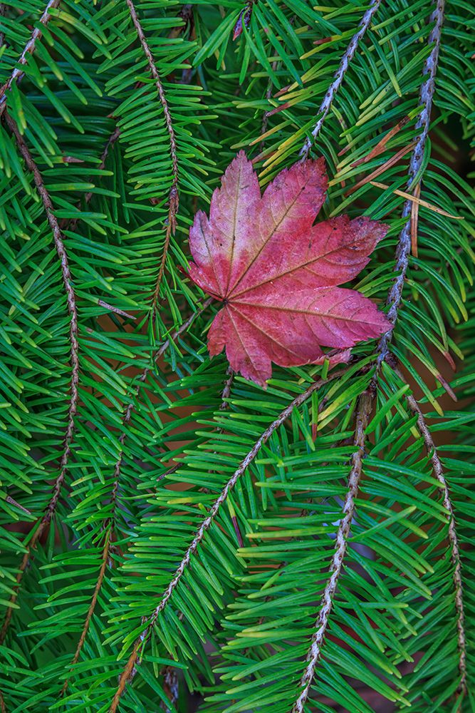 USA, Washington State, Seabeck. Vine maple leaf resting on fir bough. art print by Jaynes Gallery for $57.95 CAD