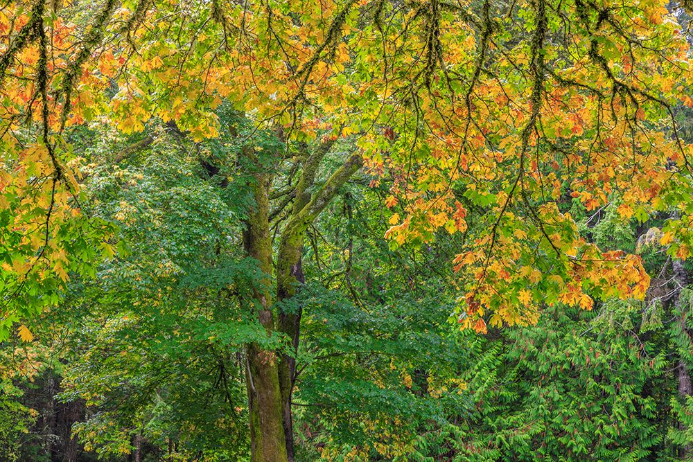 USA, Washington State, Seabeck. Bigleaf maple tree in fall. art print by Jaynes Gallery for $57.95 CAD