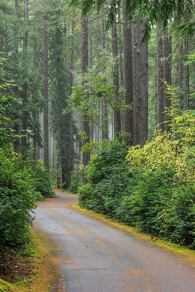 USA, Washington State, Seabeck. Forest and road in Scenic Beach State Park. art print by Jaynes Gallery for $57.95 CAD
