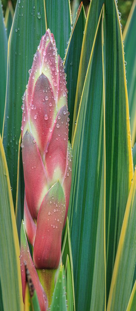 USA, Washington State, Seabeck. Close-up of bud on yucca plant. art print by Jaynes Gallery for $57.95 CAD