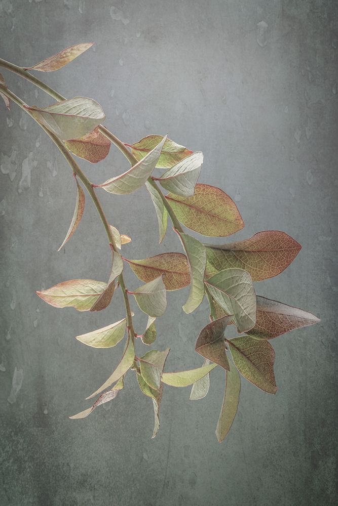 USA, Washington State, Seabeck. Blueberry branches in autumn. art print by Jaynes Gallery for $57.95 CAD