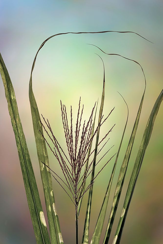 USA, Washington State, Seabeck. Close-up of zebra grass. art print by Jaynes Gallery for $57.95 CAD