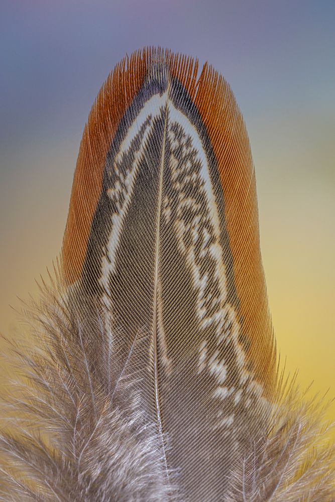 USA, Washington State, Seabeck. Ringneck pheasant feather close-up. art print by Jaynes Gallery for $57.95 CAD