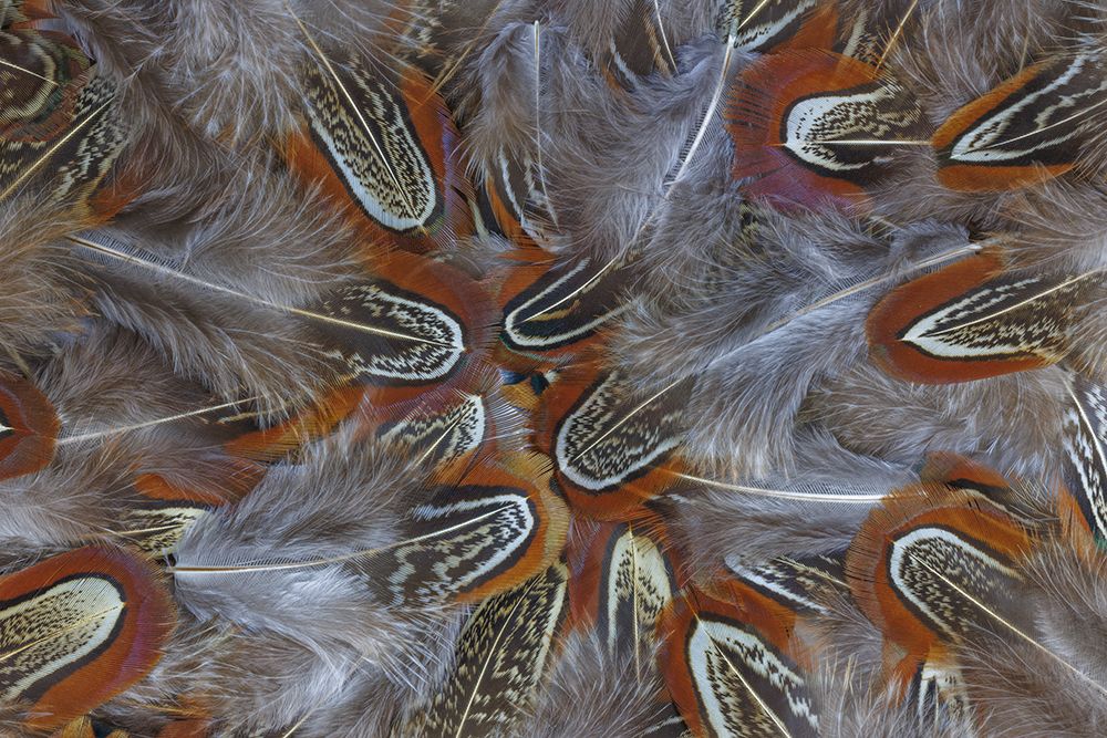 USA, Washington State, Seabeck. Multiple ringneck pheasant feathers close-up. art print by Jaynes Gallery for $57.95 CAD