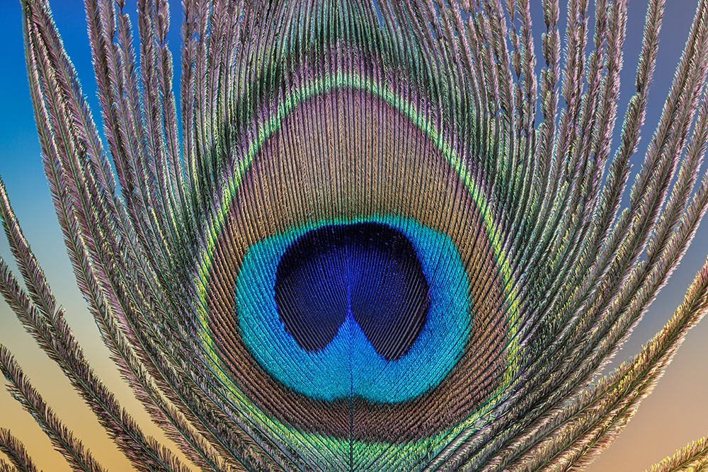 USA, Washington State, Seabeck. Peacock feather close-up. art print by Jaynes Gallery for $57.95 CAD
