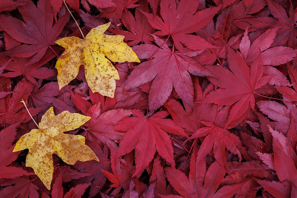 USA, Washington State, Seabeck. Fallen maple leaves. art print by Jaynes Gallery for $57.95 CAD