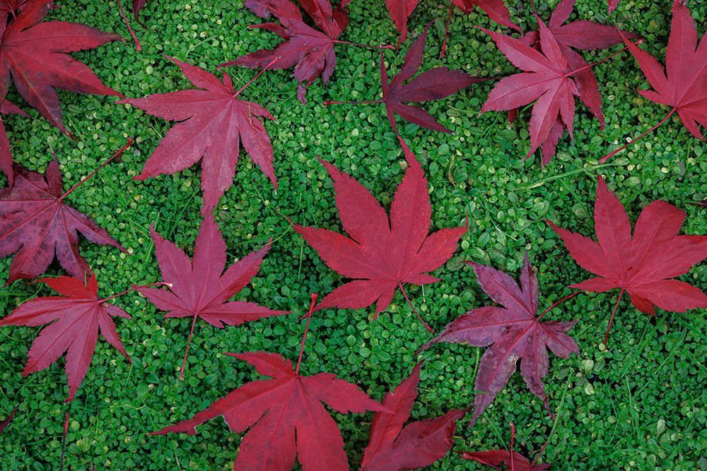 USA, Washington State, Seabeck. Fallen red Japanese maple leaves. art print by Jaynes Gallery for $57.95 CAD